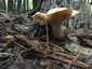 Bársonyos fapereszke (Tricholomopsis rutilans), Őrség